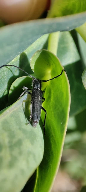 Phytoecia uncinata - szeplőlapucincér