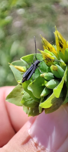 Phytoecia uncinata - szeplőlapucincér
