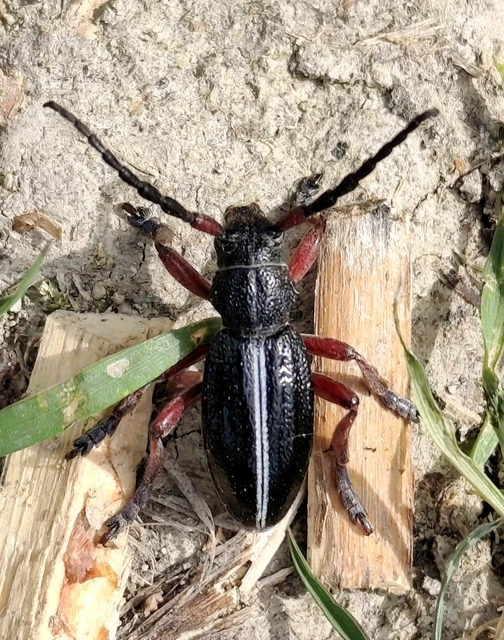 Dorcadion pedestre - kétsávos gyalogcincér Dorcadion pedestre - kétsávos gyalogcincér