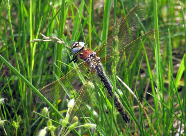 Brachytron pratense - szőrös karcsúacsa