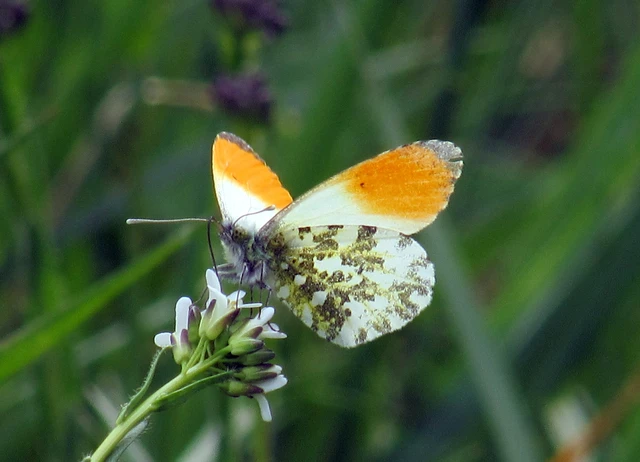 Anthocharis cardamines - hajnalpírlepke
