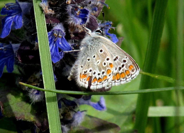 Aricia agestis - szerecsenboglárka