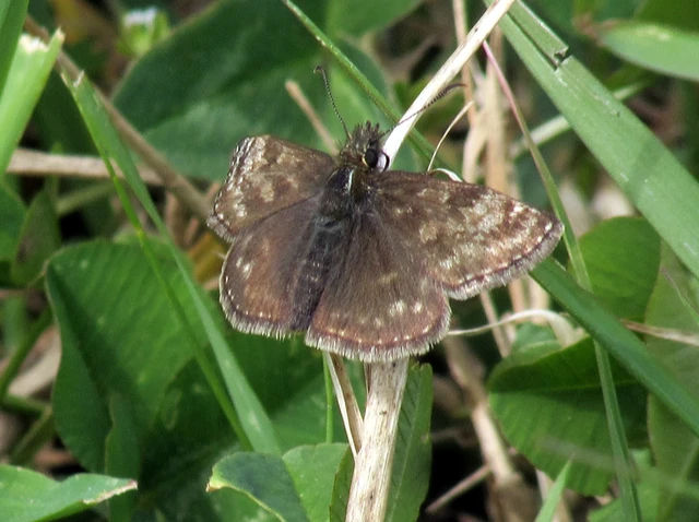Erynnis tages - cigánylepke