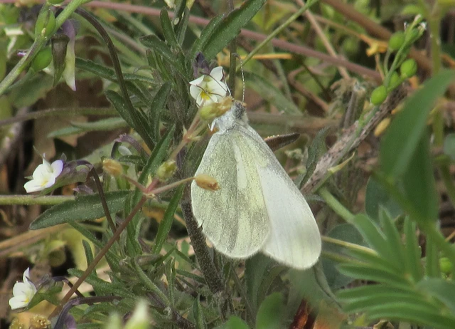 Leptidea sinapis - mustárlepke