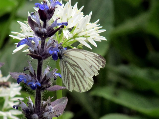 Pieris napi - repcelepke