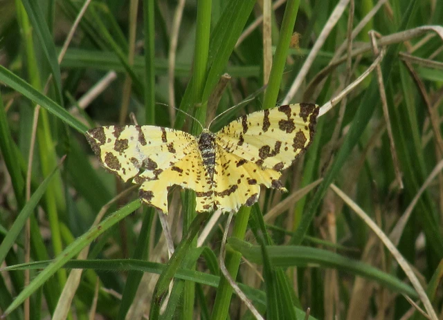 Pseudopanthera macularia - párducfoltos araszoló