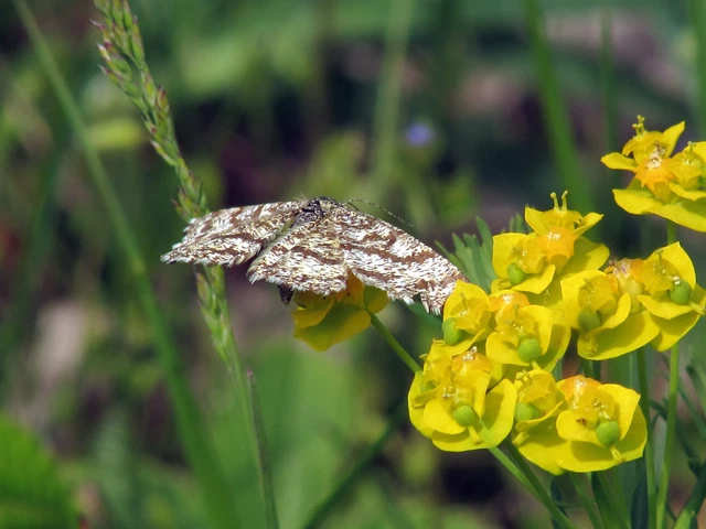 Ematurga atomaria - barna rétiaraszoló