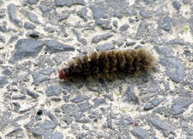 Amata phegea - fehérpettyes álcsüngőlepke