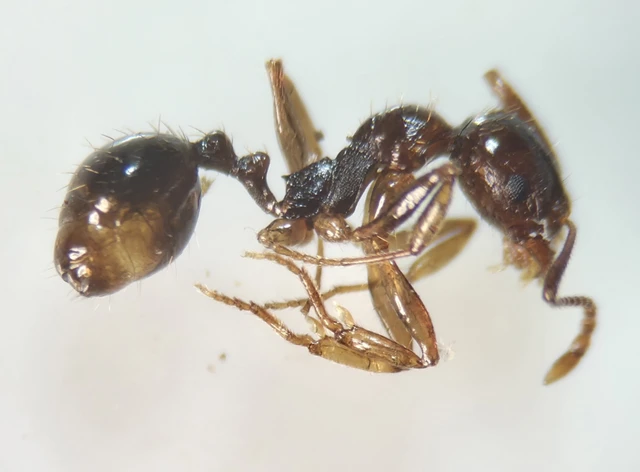 Aphaenogaster subterranea - vörös karcsúhangya