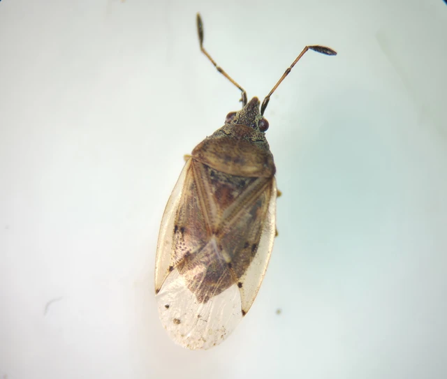 Kleidocerys resedae - nyírbodobács