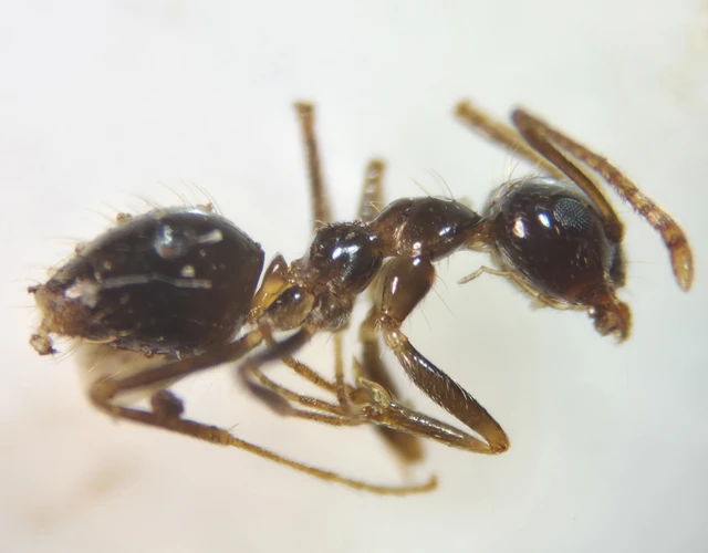 Prenolepis nitens - ragyogóhangya