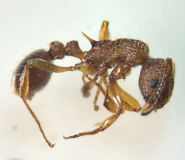 Myrmica sabuleti - gyakori bütyköshangya