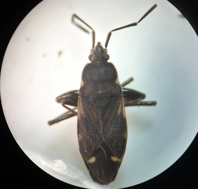 Eremocoris