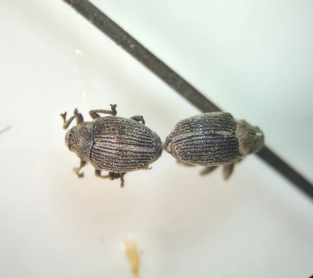 Ceutorhynchus typhae - pásztortáska-ceutormányos
