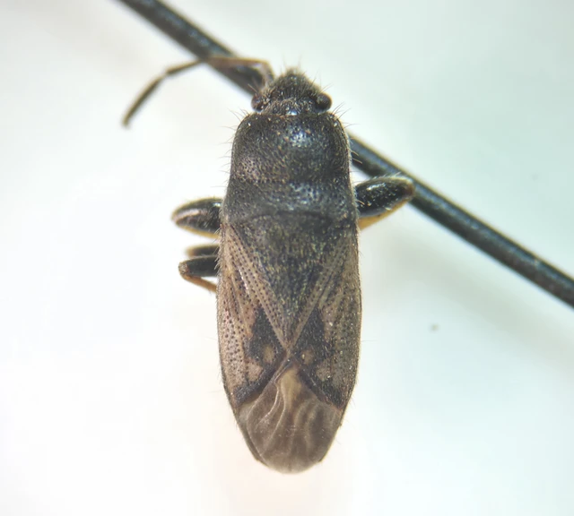 Megalonotus