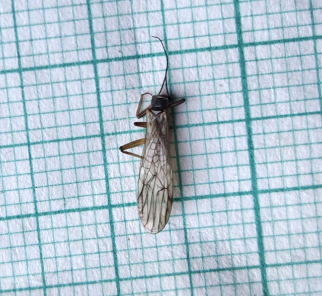 Nemouridae