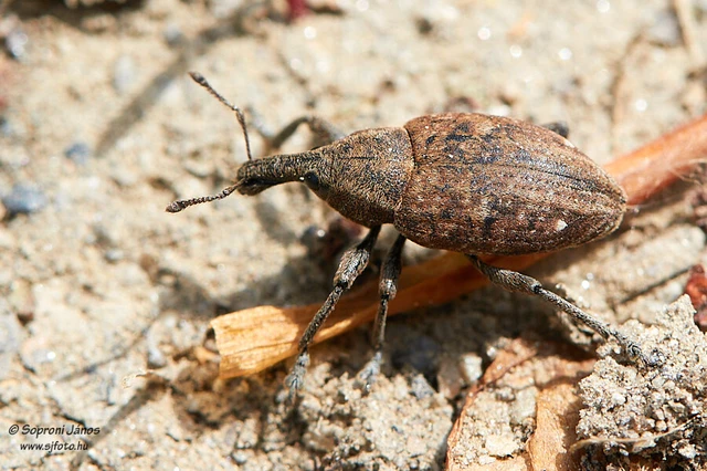 Lepyrus