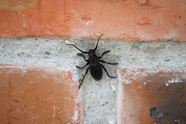Dorcadion aethiops - fekete gyalogcincér Dorcadion aethiops - fekete gyalogcincér