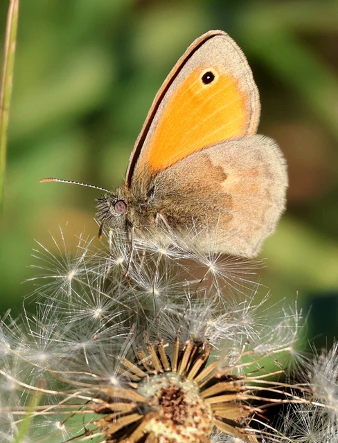 Coenonympha pamphilus - kis szénalepke