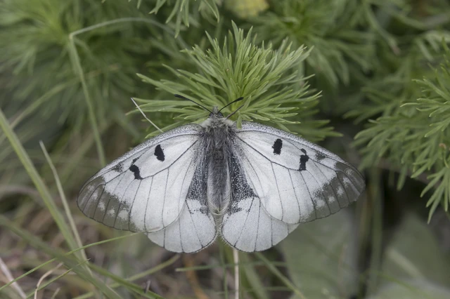 Parnassius mnemosyne - kis apollólepke