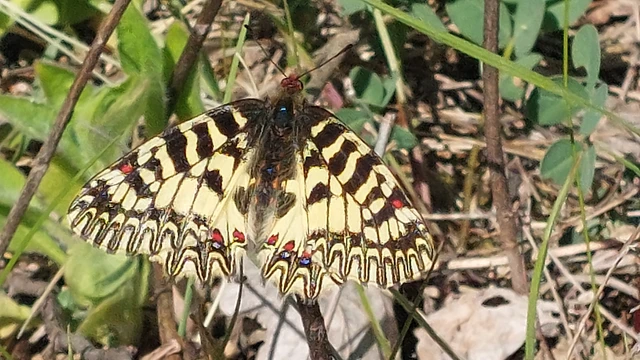 Zerynthia polyxena - farkasalmalepke