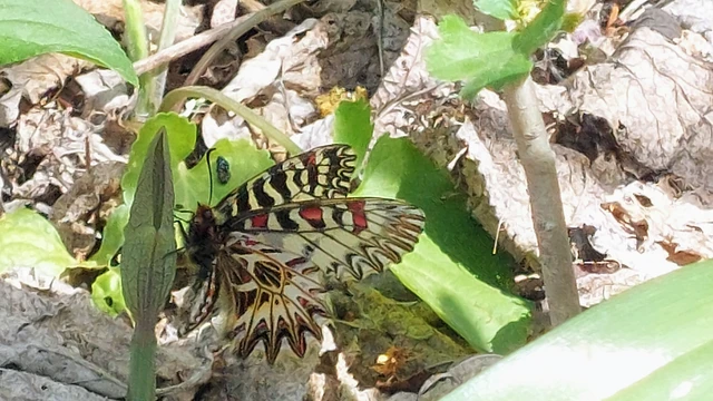 Zerynthia polyxena - farkasalmalepke