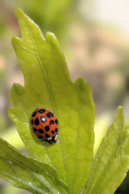 Harmonia axyridis - harlekinkatica