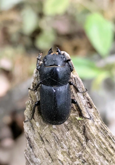 Dorcus parallelipipedus - kis szarvasbogár