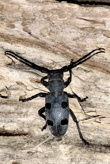Morimus asper funereus - gyászcincér
