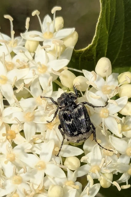 Valgus hemipterus - suta virágbogár