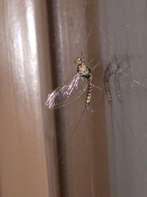 Ephemeroptera - Kérészek