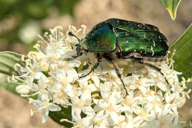 Cetonia aurata - aranyos virágbogár
