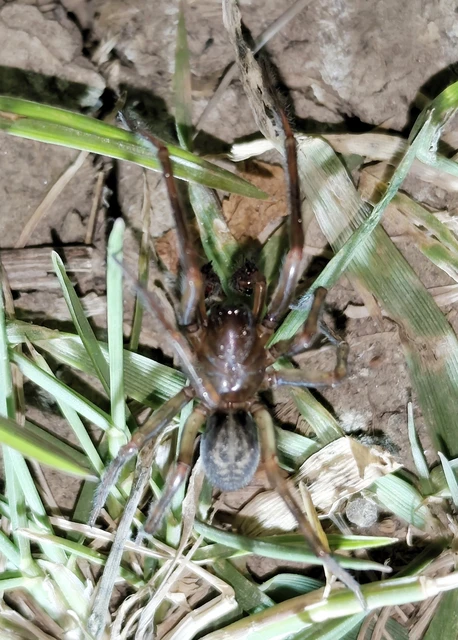 Amaurobius ferox - nagy eretnekpók