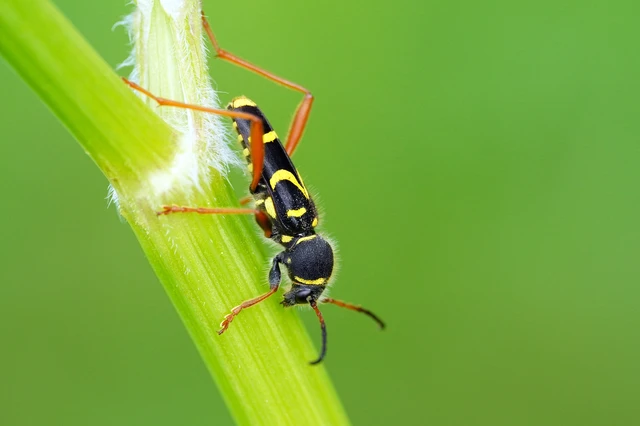 Clytus arietis - közönséges darázscincér