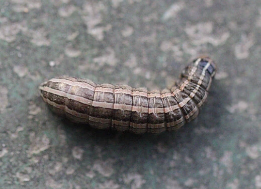 Tholera