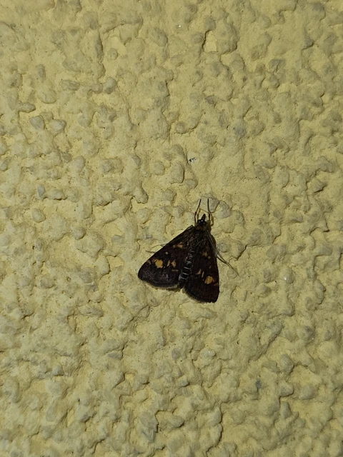 Pyrausta aurata - aranyló bíbormoly
