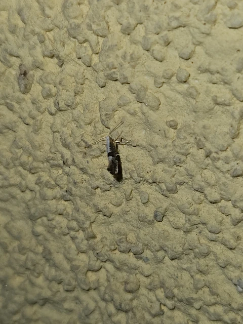 Argyresthia pruniella - meggyvirág-aranymoly