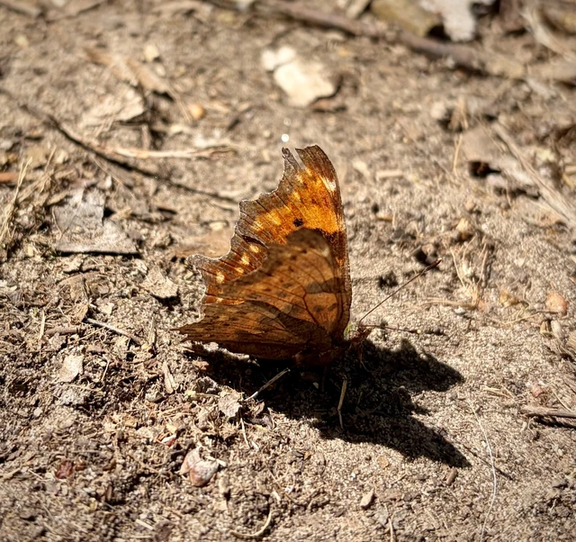 Nymphalis c-album - C-betűs lepke
