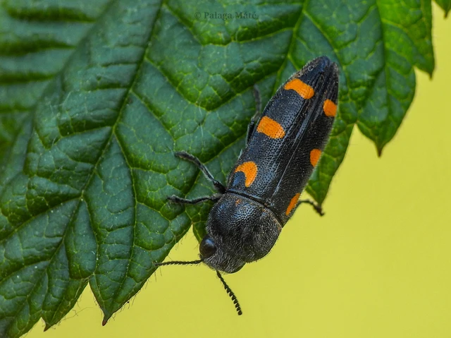 Ptosima undecimmaculata - sárgafoltos díszbogár