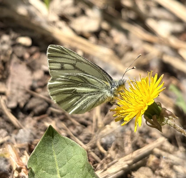 Pieris napi - repcelepke