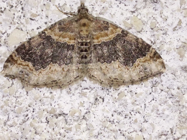 Xanthorhoe ferrugata - kerti tarkaaraszoló