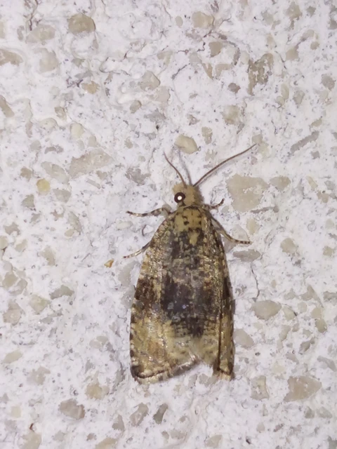 Celypha lacunana - vízparti tükrösmoly