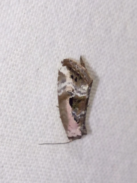 Hapalotis venustula - rózsaszínű mázasbagoly
