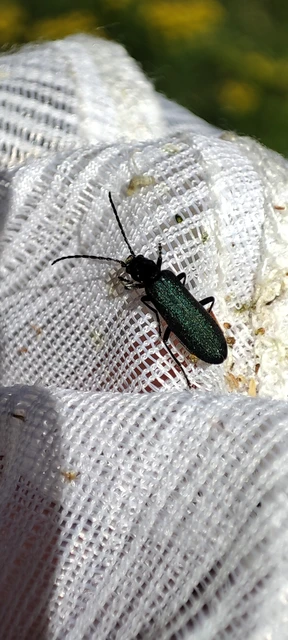 Ischnomera