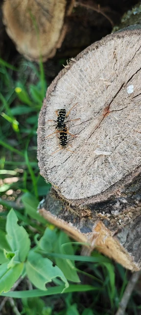 Plagionotus arcuatus - bársonyos darázscincér