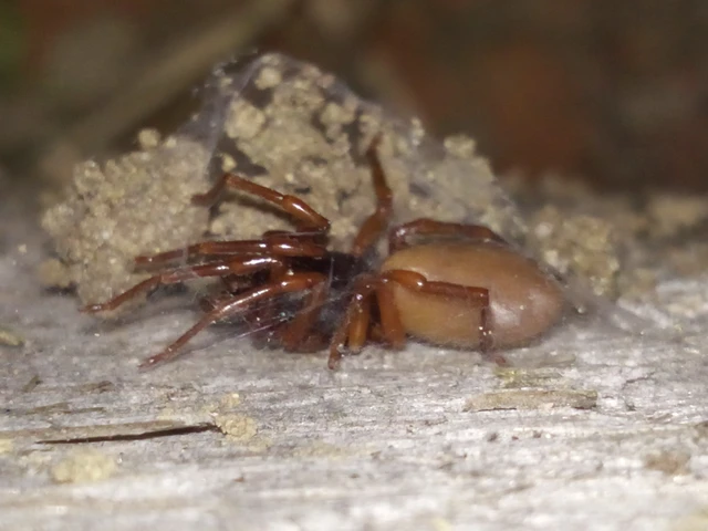 Dysdera