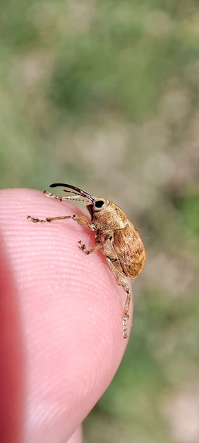 Curculio venosus - tarajos zsuzsóka