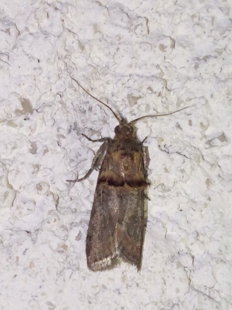 Trachonitis cristella - bokorrágó karcsúmoly