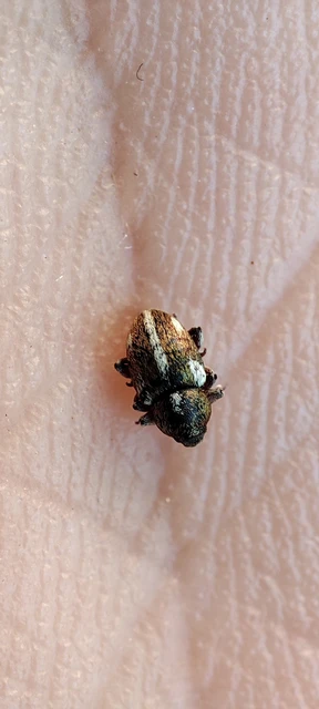 Tychius quinquepunctatus - borsó-tímárormányos