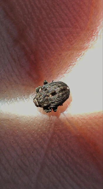 Stenocarus cardui - pipacsgyökér-ormányos